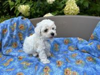 Łoly Vel Pedro - 6 tygodni